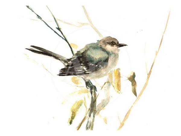 الطائر المحاكي .. قصائد&nbsp;هايكو