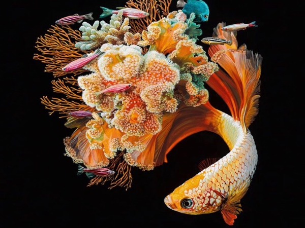 الأسماك – قصائد&nbsp;هايكو