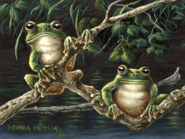 الضفادع.. قصائد هايكو 