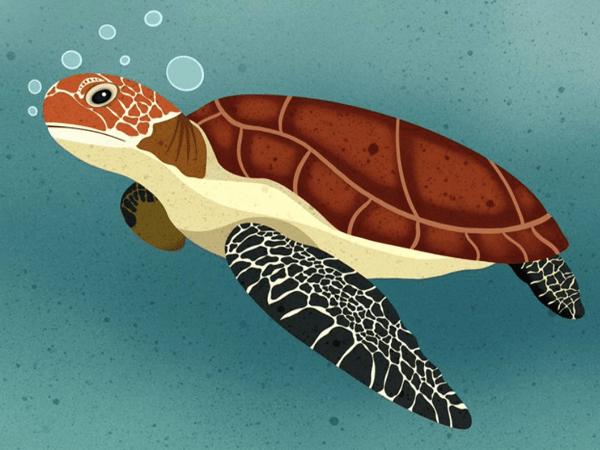 السلحفاة.. قصائد هايكو 