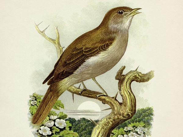 العندليب..  قصائد هايكو