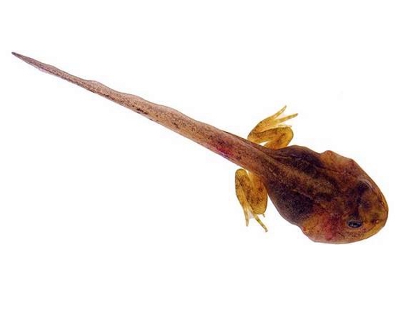 الشرغوف.. قصائد هايكو