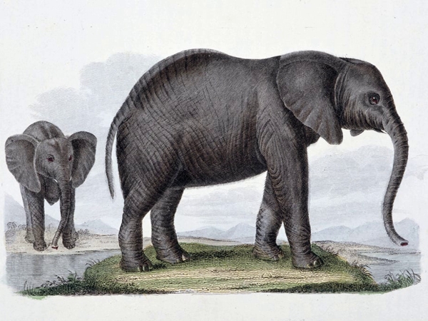 في بلاد الإنكليز.. فيل أبيض&nbsp;عظيم!