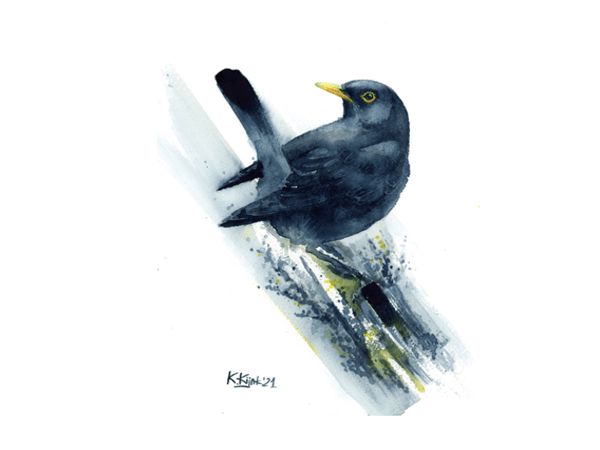 الشحرور.. قصائد هايكو