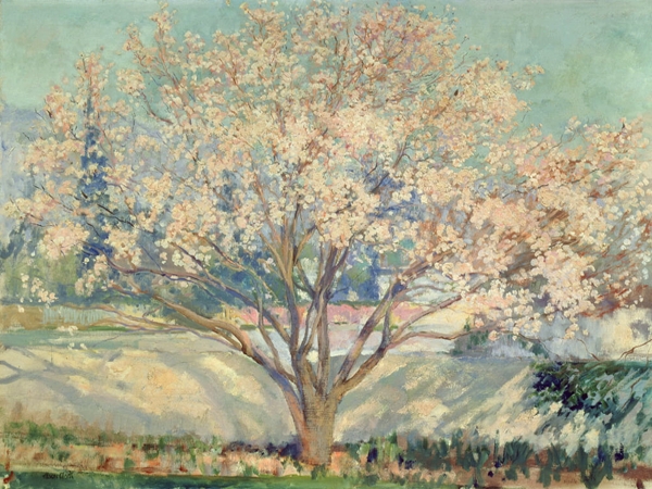 قصة شجرة لوز