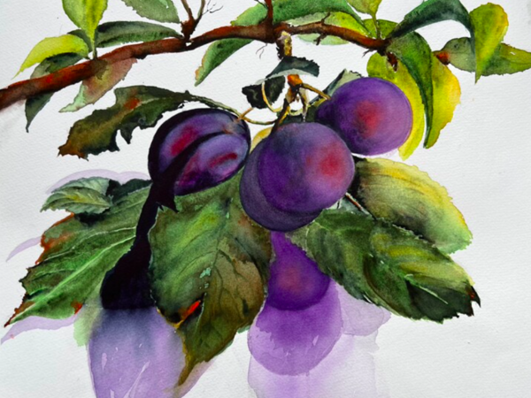 البرقوق.. قصائد هايكو