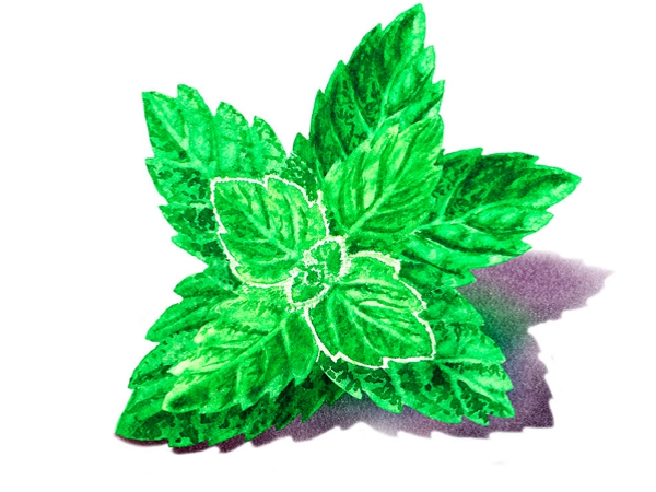 النعناع.. قصائد هايكو