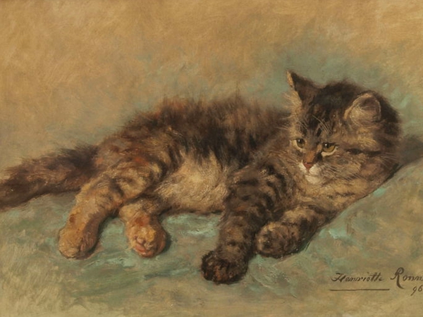 لا تشفط مكنستي الكهربائية شعر&nbsp;القط