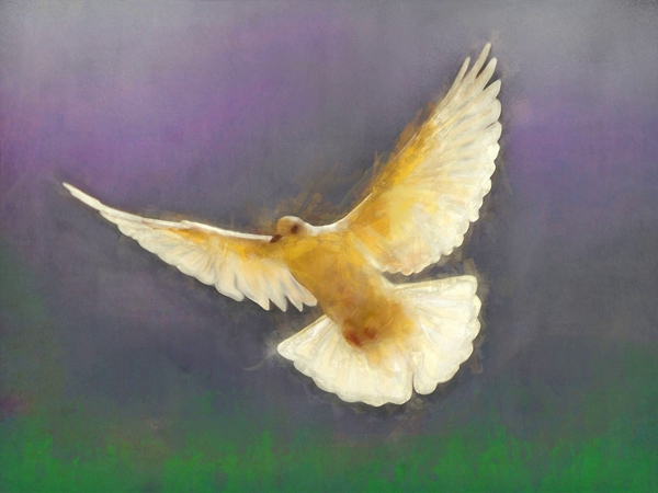 نُريدُ السَّلامْ