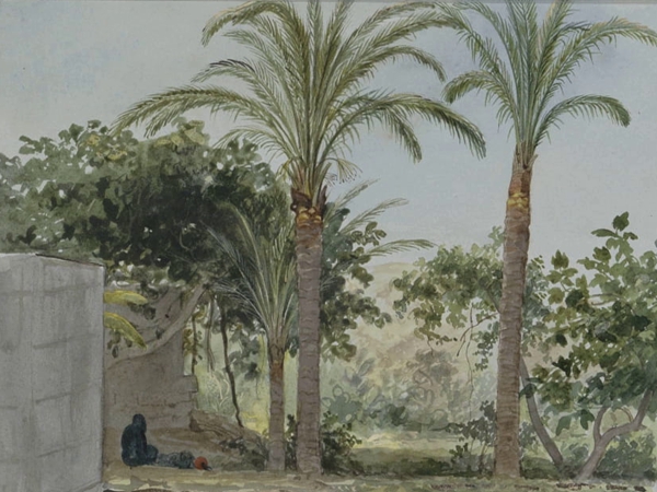 النخلة العمة وأبناؤها&nbsp;الأشقياء