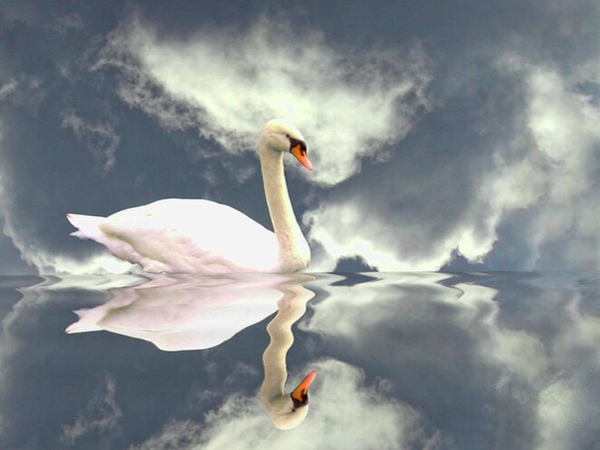 بجعات تحلق بجانب الغيوم .. هايكو للإستوني أندريس&nbsp;إيهين