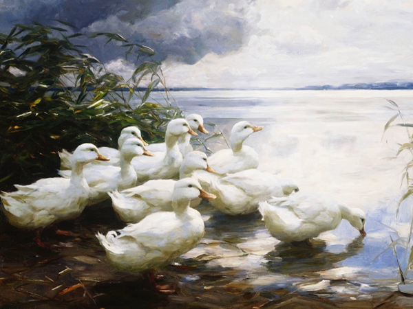 حنين البط المهاجر