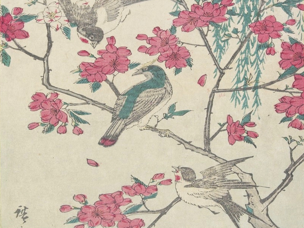 إنهم بذلك يقتلون الهايكو&nbsp;الوديع!