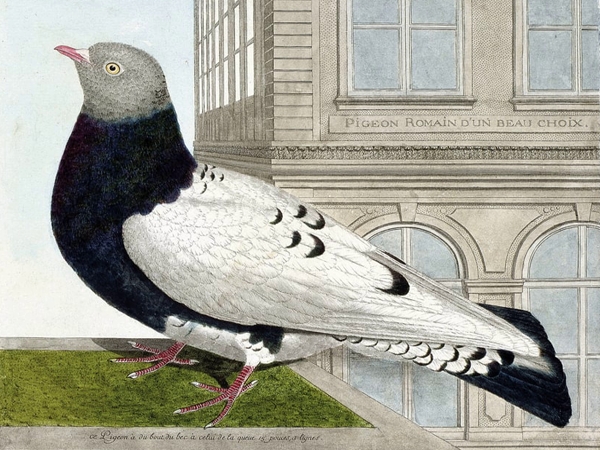 وأخيرا حطت حمامة